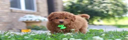 Cavapoo dogs for sale: Fletcher - Ad 8