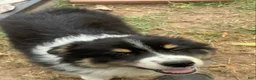 Australian Shepherd dogs for sale: Australian Shepherd Puppy 1 - Ad 4