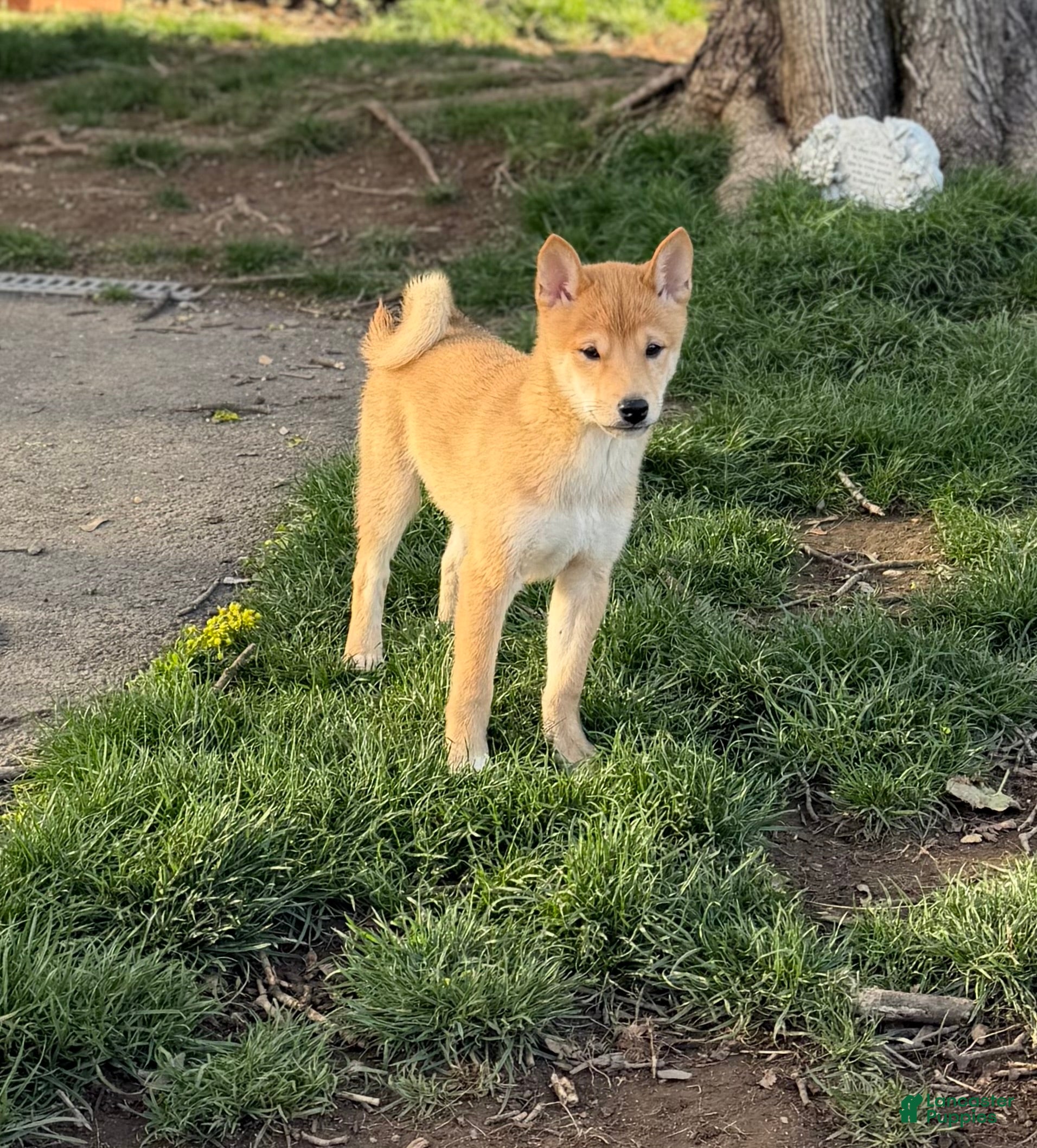 Shiba Inu dogs Rocky - Ad 1