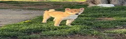 Shiba Inu dogs for sale: Rocky - Ad 1