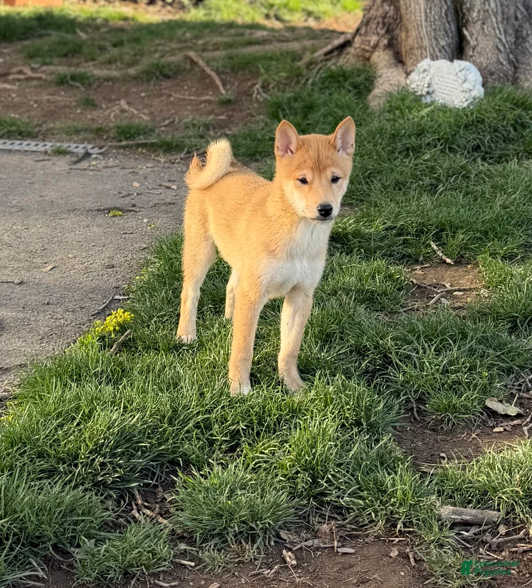 Shiba Inu dogs for sale: Rocky - Ad 1