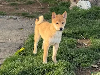 Shiba Inu dogs for sale: Rocky - Ad 1