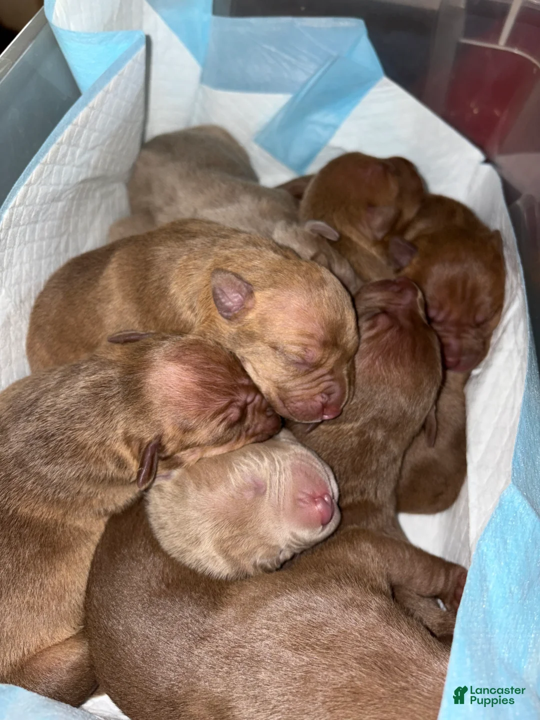 American Pit Bull Terrier dogs for sale: American Pit Bull Terrier Puppy 5 - Ad 1