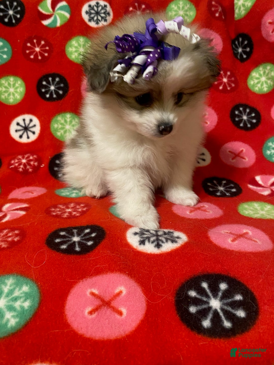 Pomeranian dogs for sale: Pomeranian Puppy Sassy - Ad 3