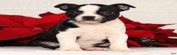 Boston Terrier dogs for sale: Kathy - Ad 5
