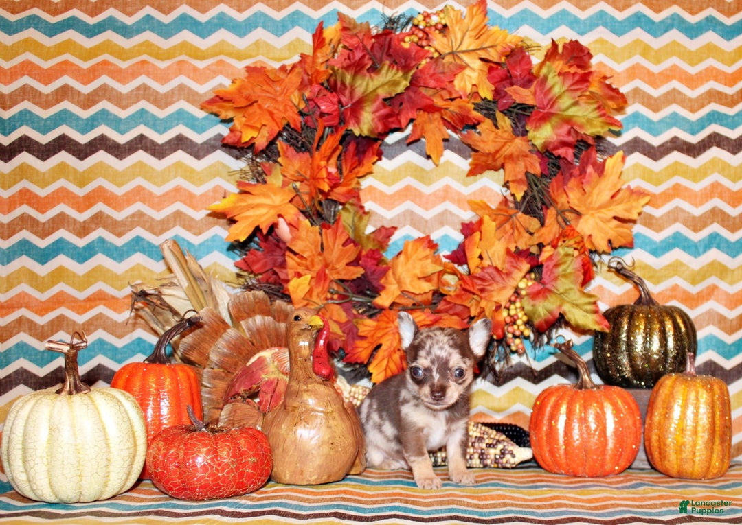 Chihuahua dogs for sale: Upton - Ad 2