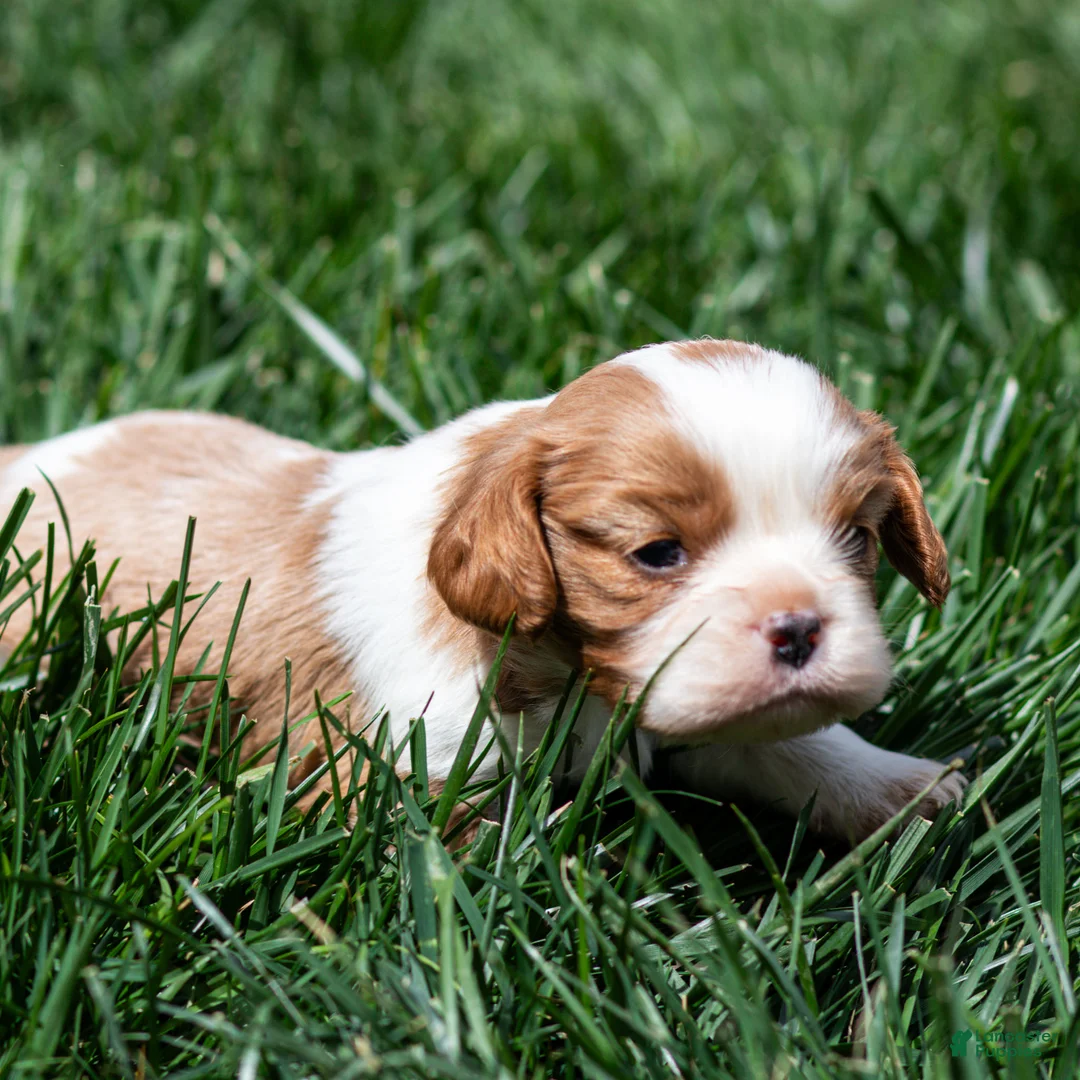 Cavalier King Charles Spaniel dogs for sale: Allen Cavalier King Charles Spaniel Puppy  - Ad 1
