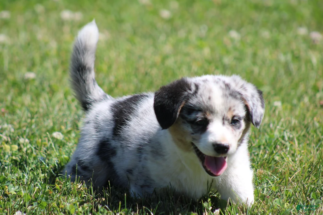 Mixed Breed dogs for sale: Baxter💙🐾 - Ad 2