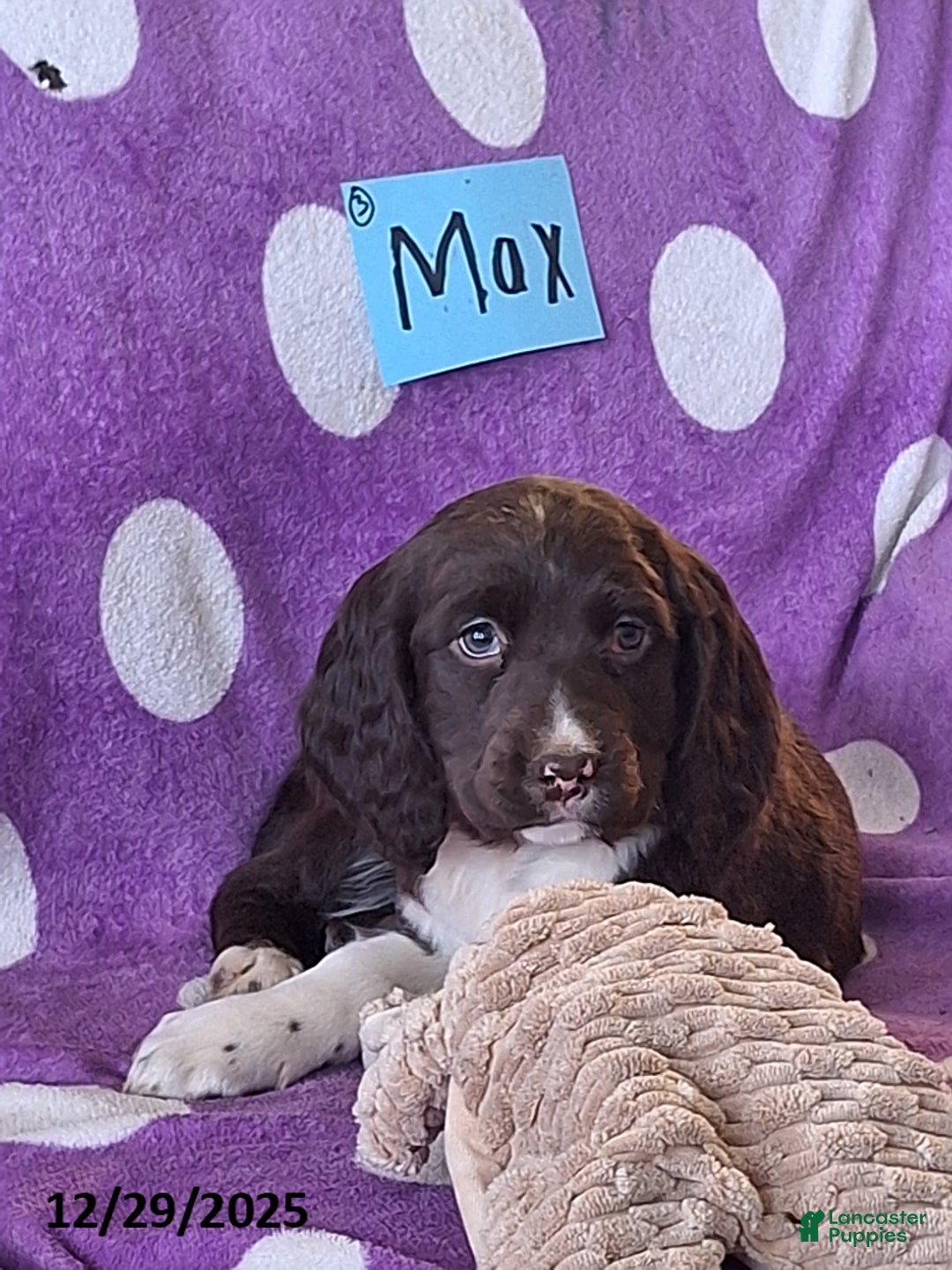 English Springer Spaniel dogs for sale: Max - Ad 3