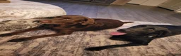 Labrador Retriever dogs for sale: Labrador Retriever Puppy 2 - Ad 13