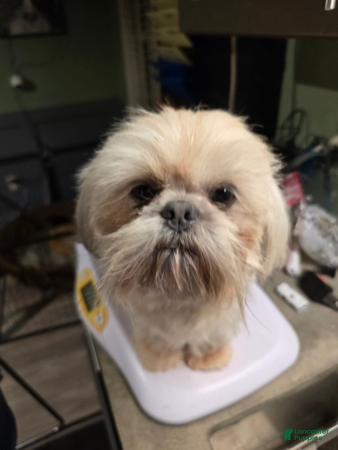 Shih Tzu dogs for stud: Rocky - Ad 1