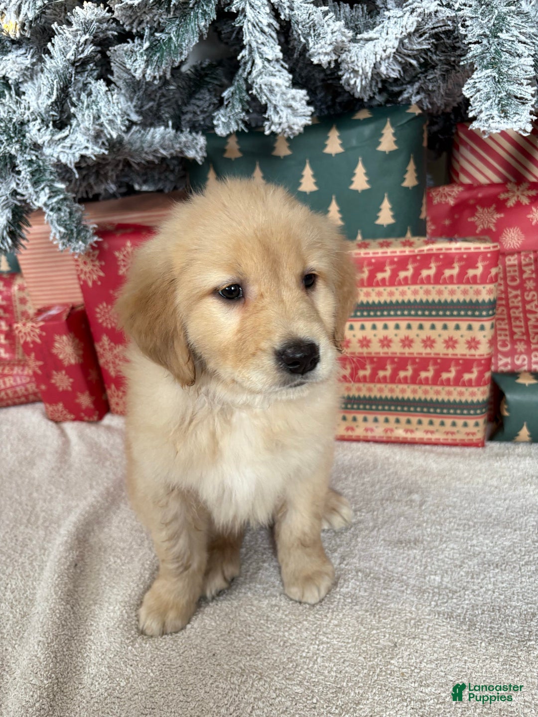 Golden Retriever dogs for sale: Noel - Ad 4