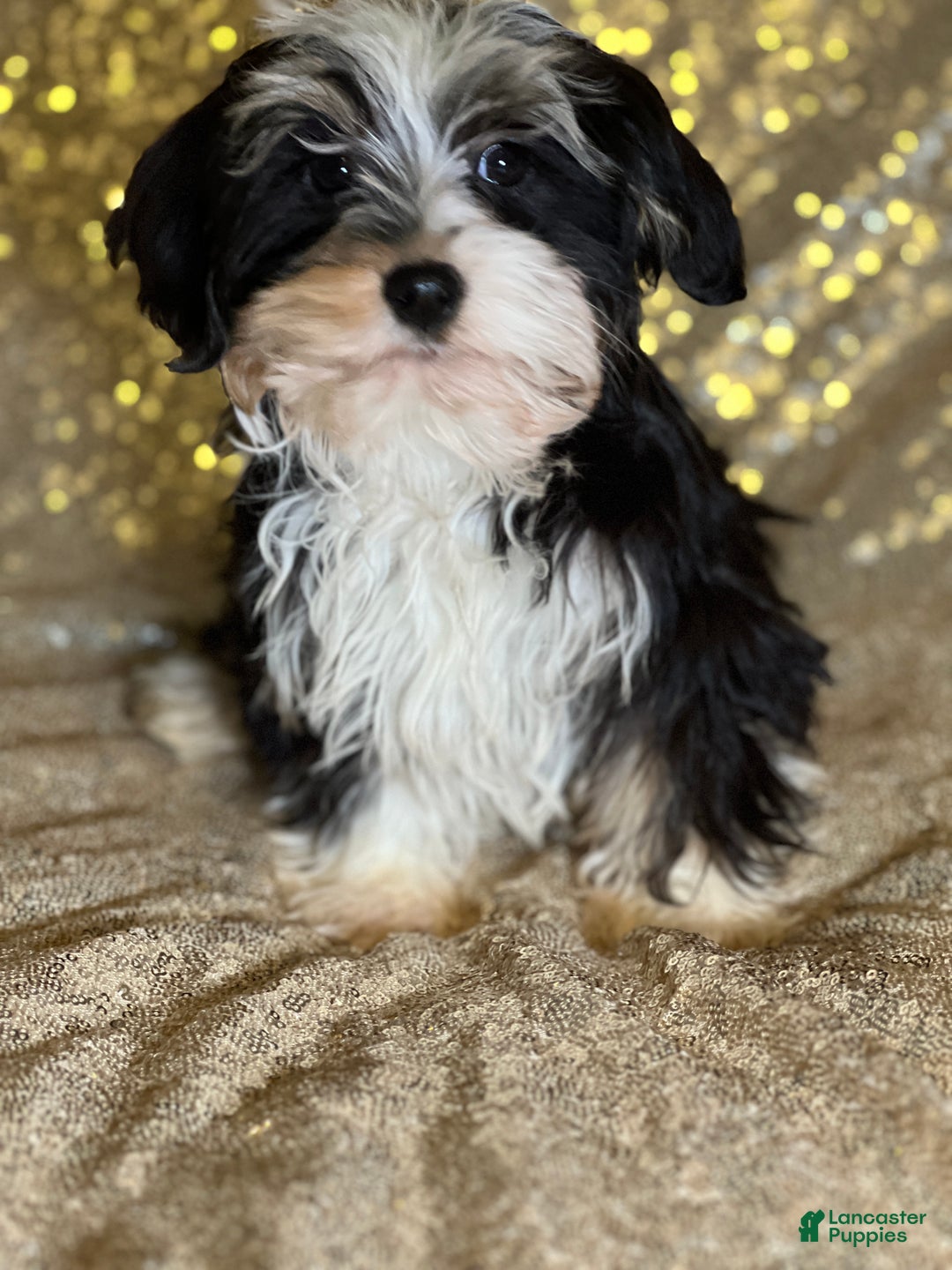 Havanese dogs for sale: Nikki - Ad 3
