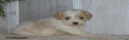 Maltipoo dogs for sale: Patsy - Ad 3