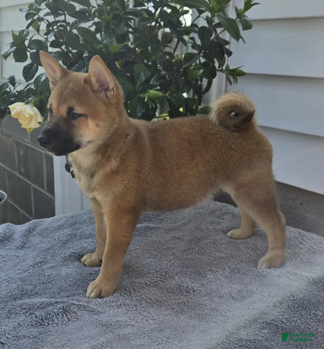 Shiba Inu dogs for sale: Mack - Ad 3