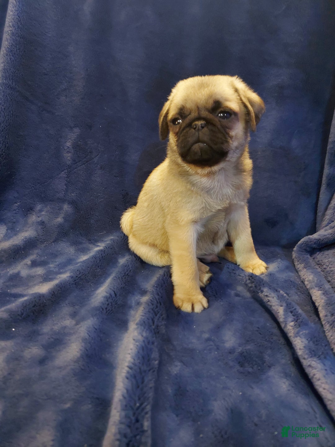 Pug dogs for sale: WILLIE - Ad 8