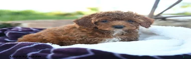 Lulu