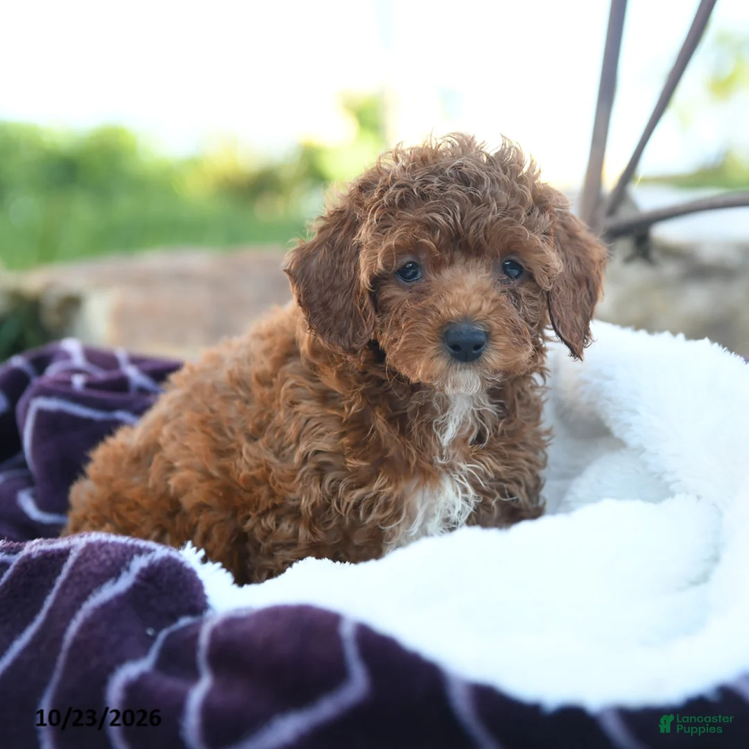 Miniature Poodle dogs for sale: Lulu - Ad 1