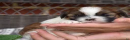 Shih Tzu dogs for sale: Teddy Bear - Ad 5