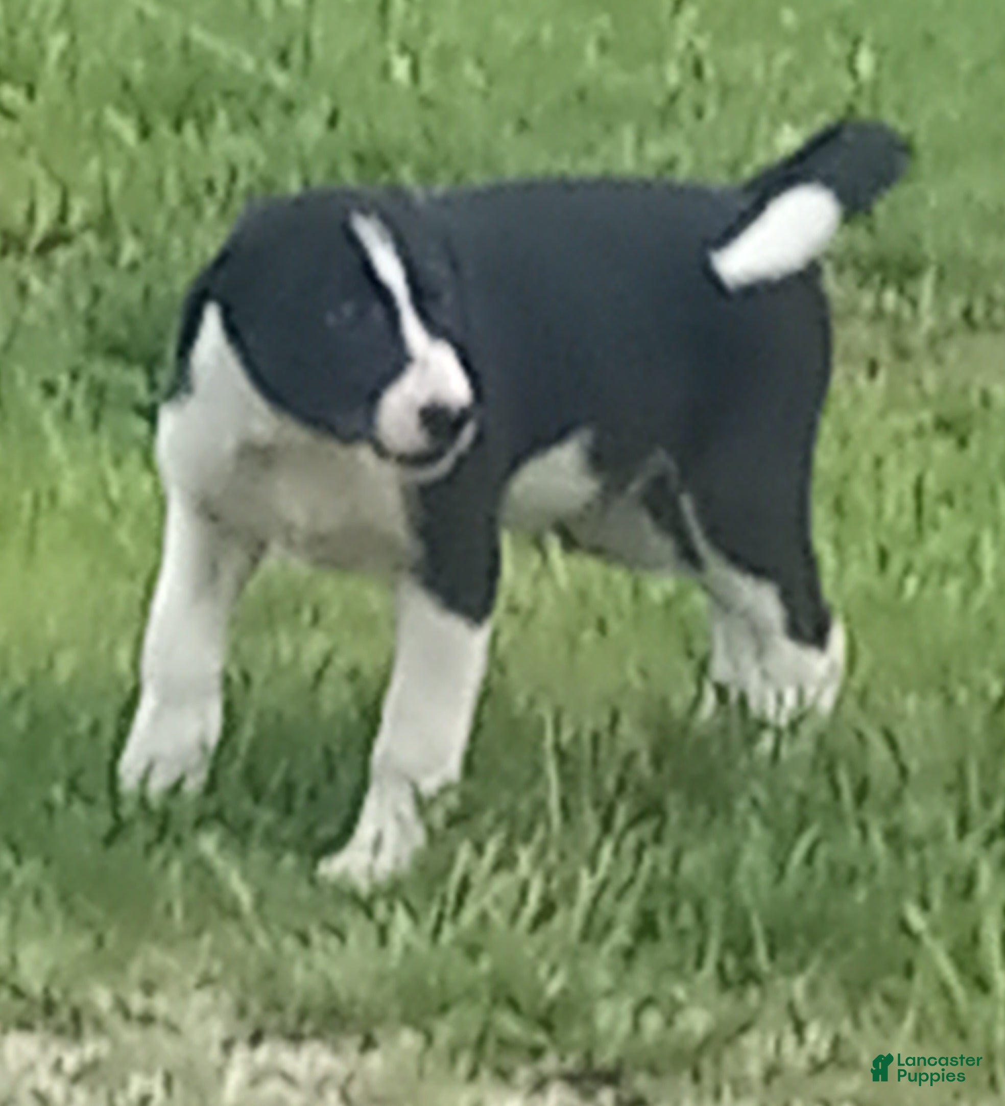 Border Collie dogs Spotify - Ad 1