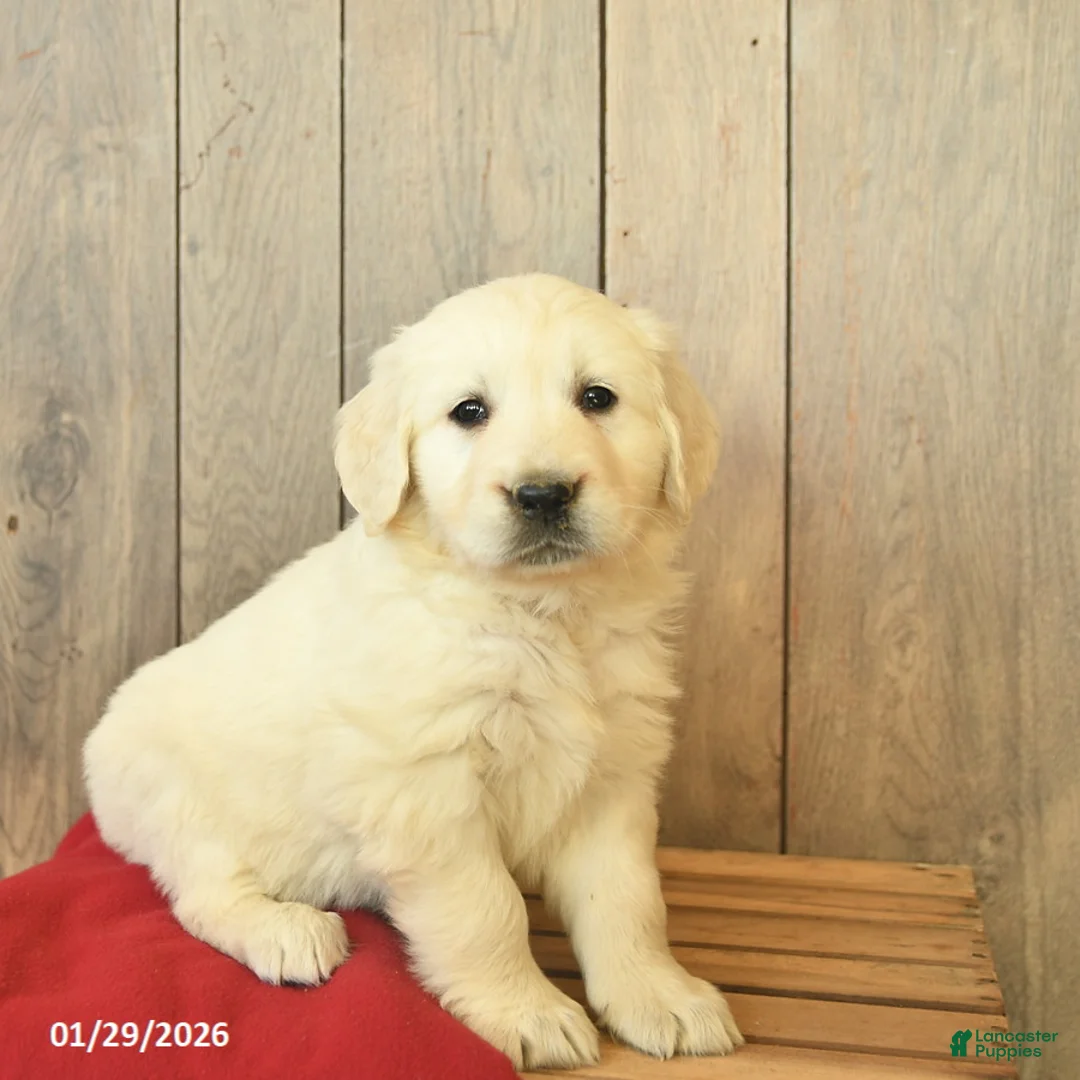 Golden Retriever dogs for sale: Ginger - Ad 3