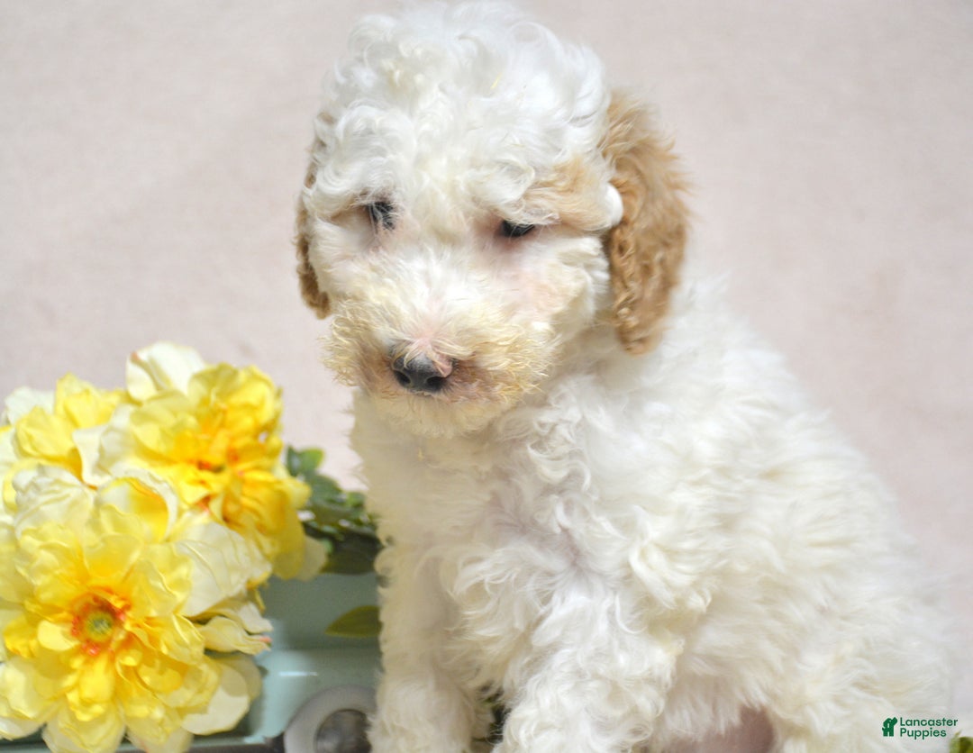 Goldendoodle dogs for sale: Dallas - Ad 1