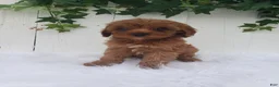 Cavapoo dogs for sale: Rose  - Ad 7