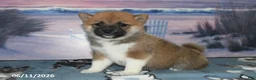 Shiba Inu dogs for sale: Julie - Ad 3