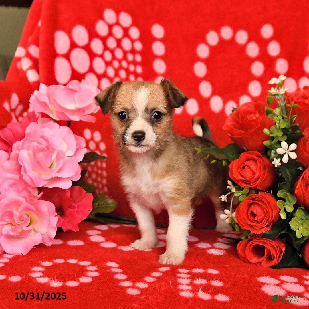 Mixed Breed dogs for sale: Patch  - Ad 6