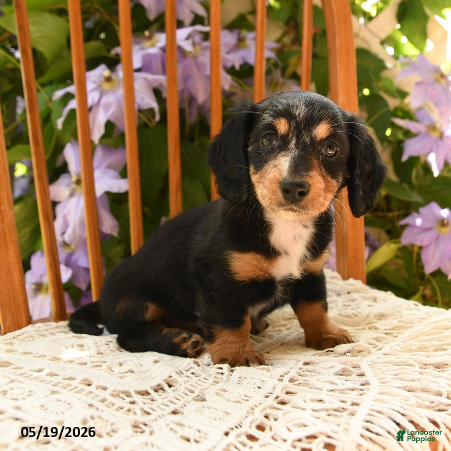 Miniature Dachshund dogs Millie - Ad 2