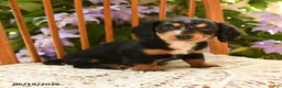 Miniature Dachshund dogs for sale: Millie - Ad 2
