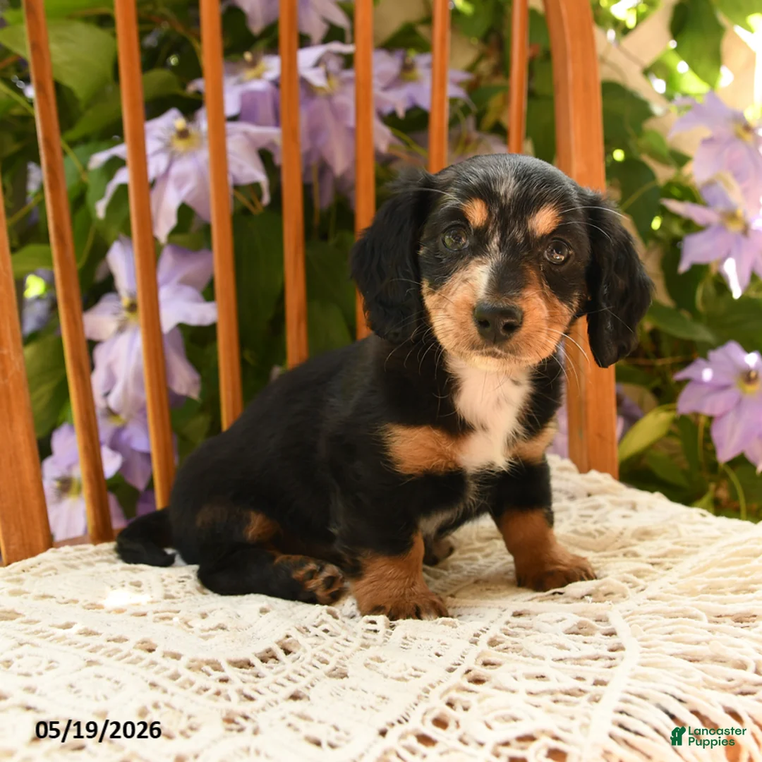 Miniature Dachshund dogs for sale: Millie - Ad 2