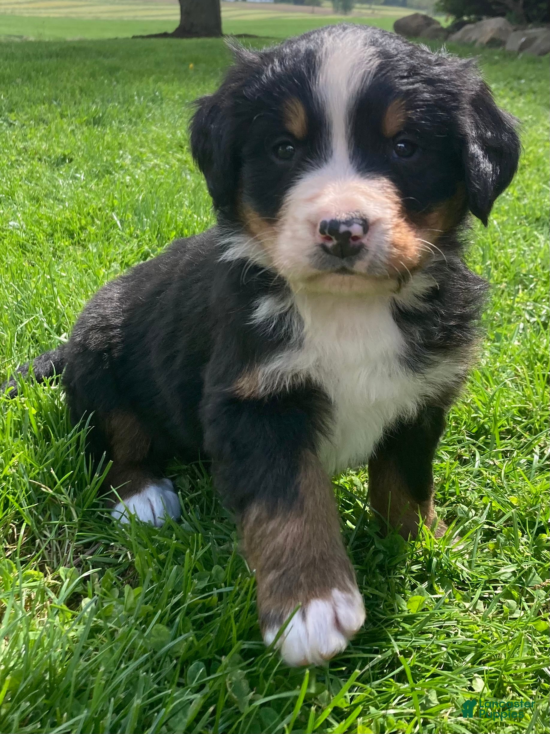 Bernese Mountain Dog dogs Jasper - Ad 1