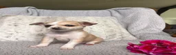 Chihuahua dogs for sale: Willow Rose - Ad 4