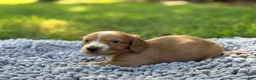 Miniature Dachshund dogs for sale: Dark cream - Blaze - Ad 11