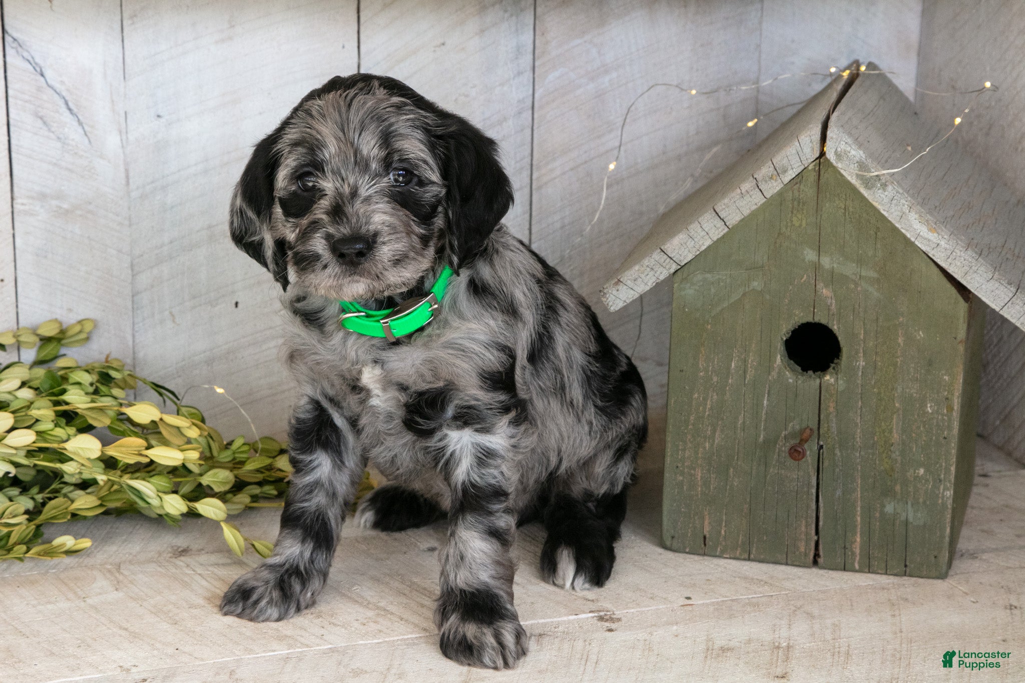 Miniature Labradoodle dogs Patrick - Ad 2
