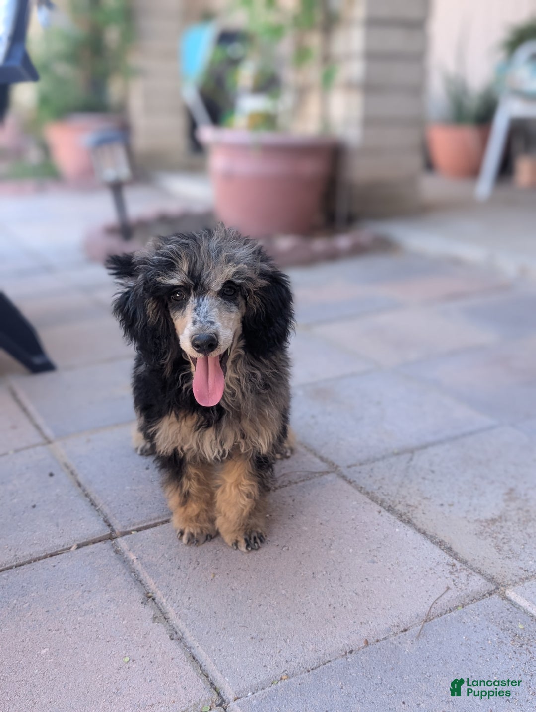 Miniature Poodle dogs for sale: Severus - Ad 4