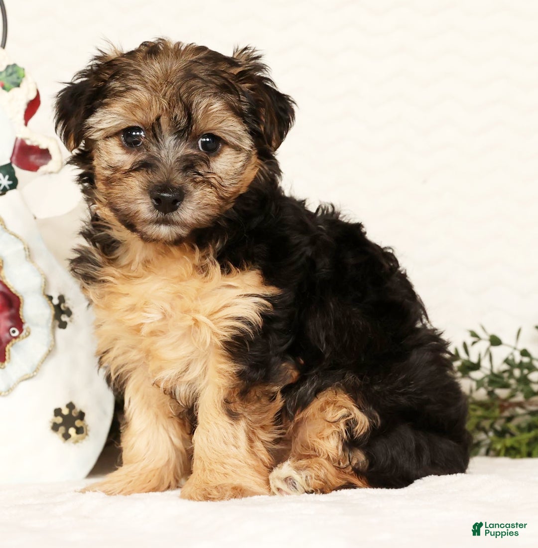 Yorkiepoo dogs for sale: Remi  3lbs - Ad 6