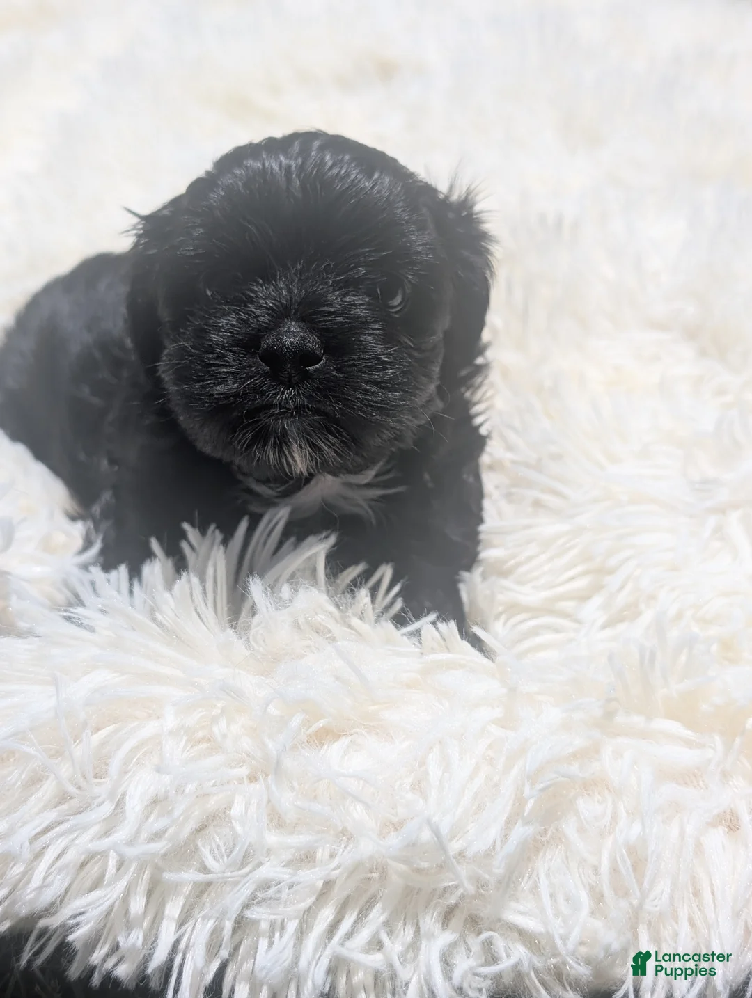 Mixed Breed dogs for sale: Mixed Breed 5 - Ad 2