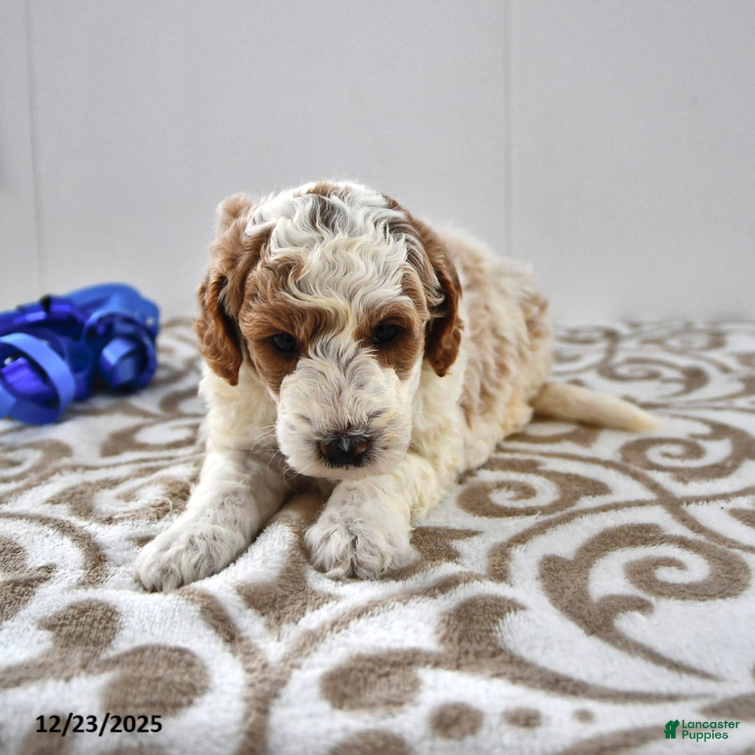 Mini Goldendoodle dogs for sale: Fletcher - Ad 10