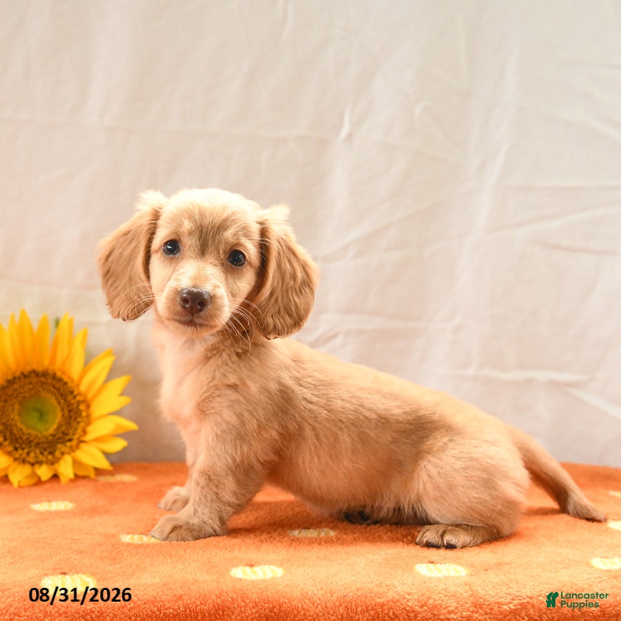 Miniature Dachshund dogs for sale: Maple   - Ad 3