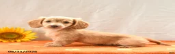 Miniature Dachshund dogs for sale: Maple   - Ad 1