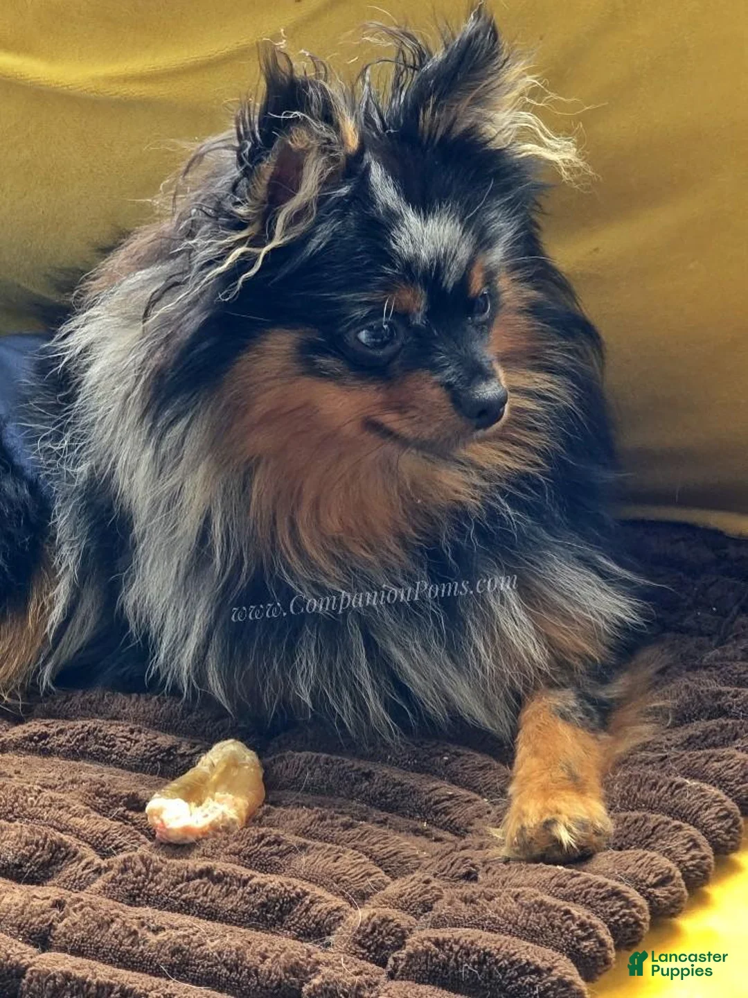 Pomeranian dogs for sale: Deep Copper Points Black Merle - CH lines - Timber - Ad 2
