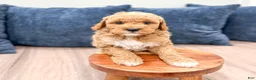 Mini Goldendoodle dogs for sale: Finn - Ad 3