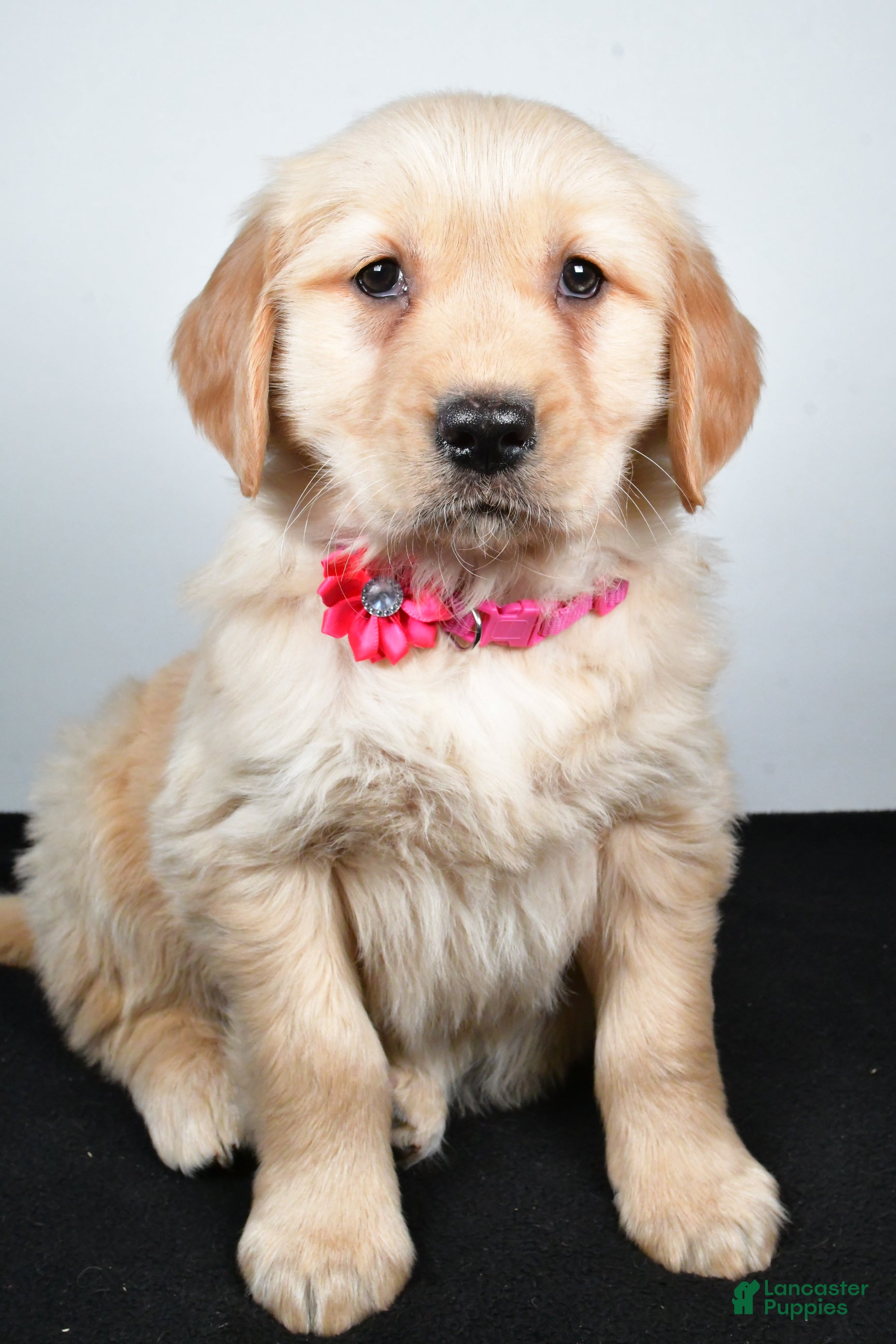 Golden Retriever dogs Jewel - Ad 24