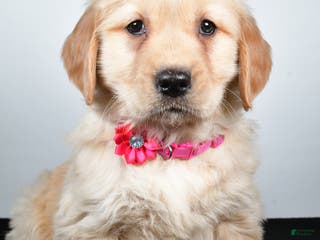 Golden Retriever dogs Jewel - Ad 24