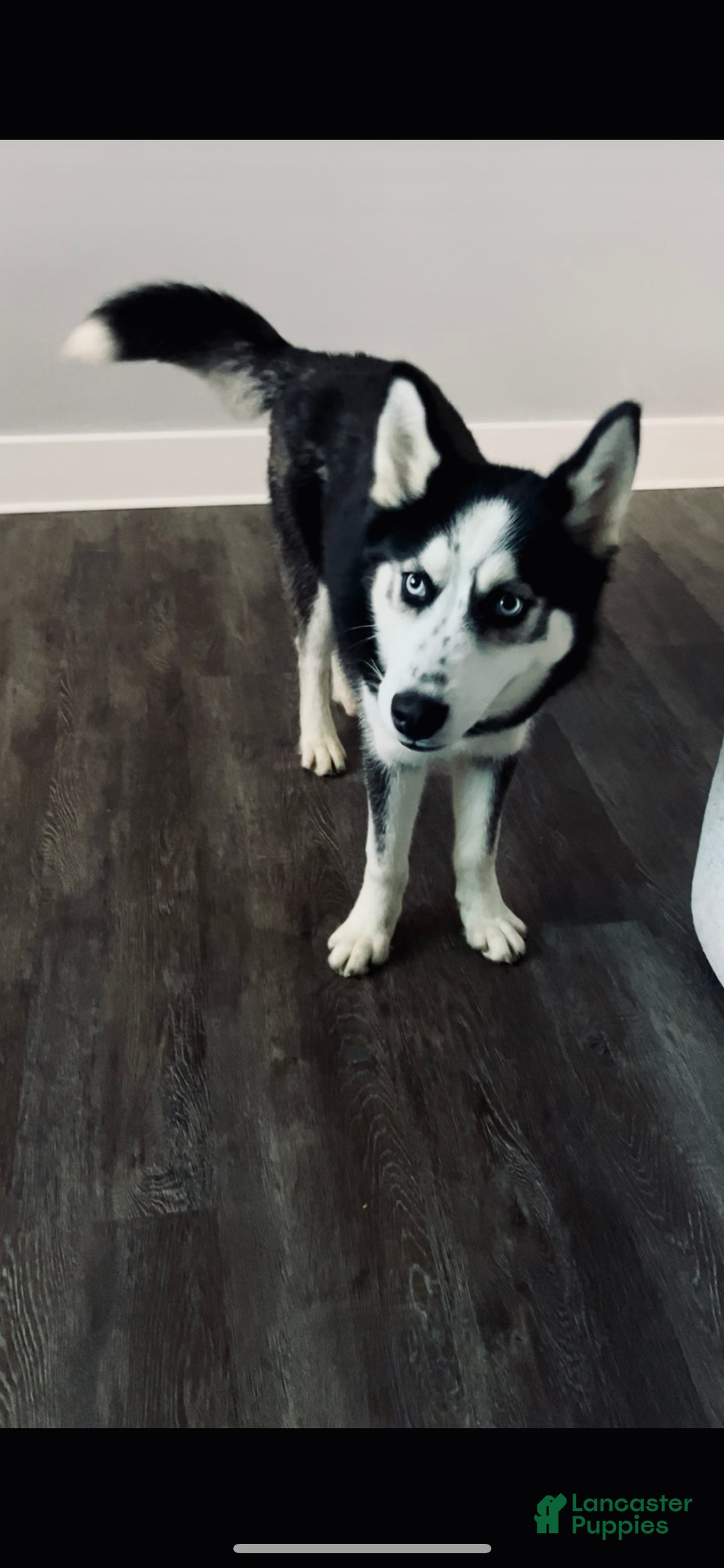 Siberian Husky dogs for sale: Siberian Husky Puppy 1 - Ad 1