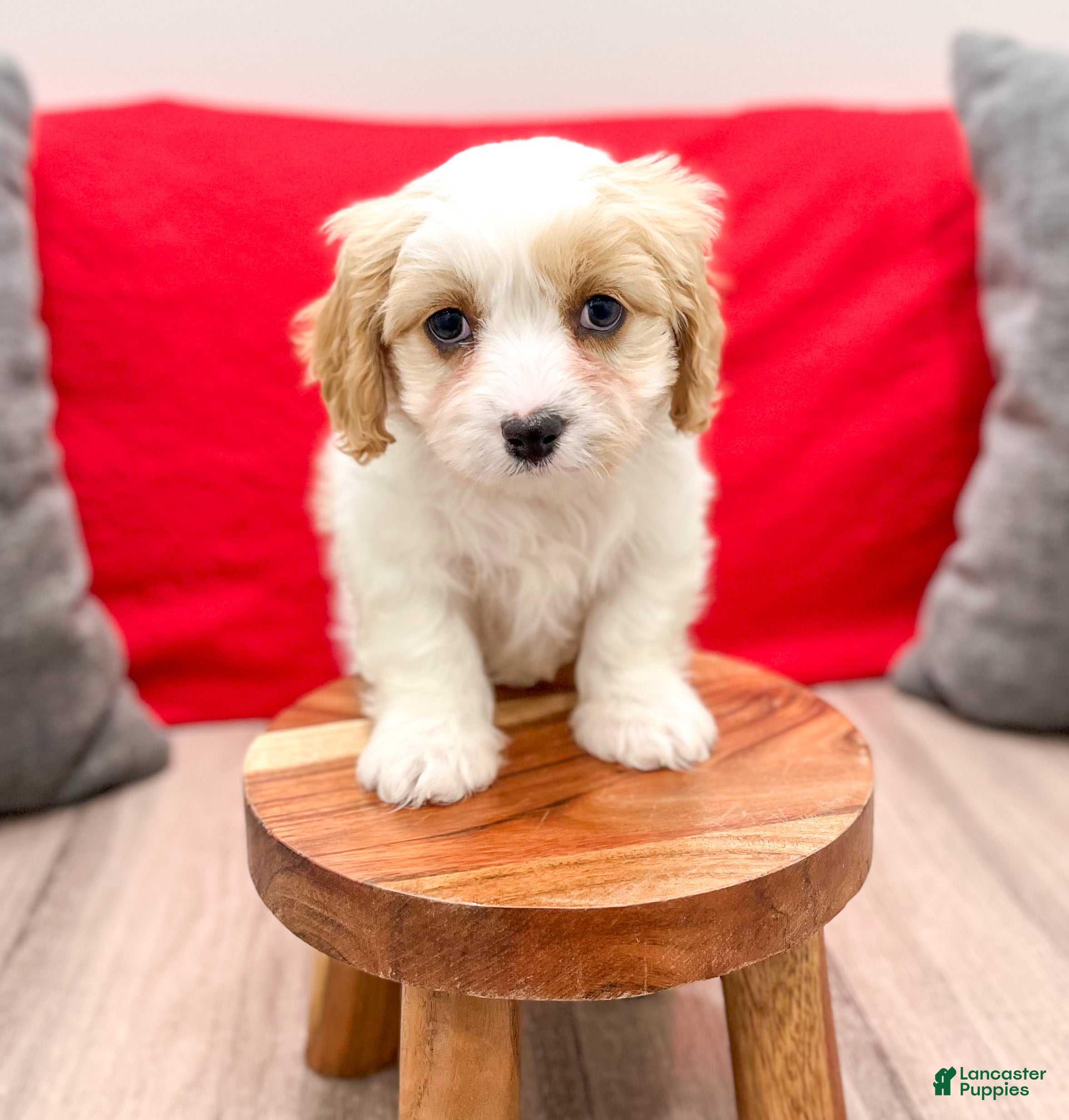 Cavapoo dogs Ollie - Ad 23