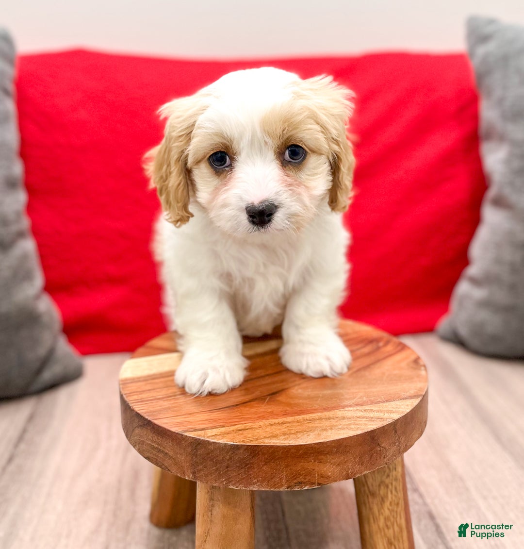 Cavapoo dogs for sale: Ollie - Ad 5
