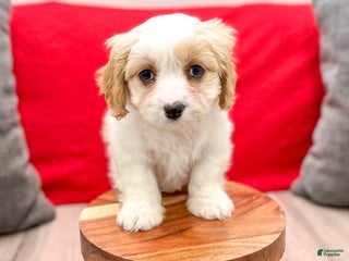 Cavapoo dogs - Ad 37